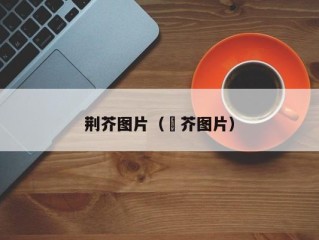 荆芥图片（荊芥图片）