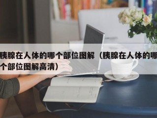 胰腺在人体的哪个部位图解（胰腺在人体的哪个部位图解高清）