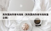 灰灰菜的作用与功效（灰灰菜的作用与功效蒲公英）