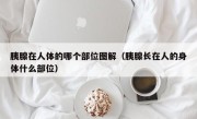 胰腺在人体的哪个部位图解（胰腺长在人的身体什么部位）